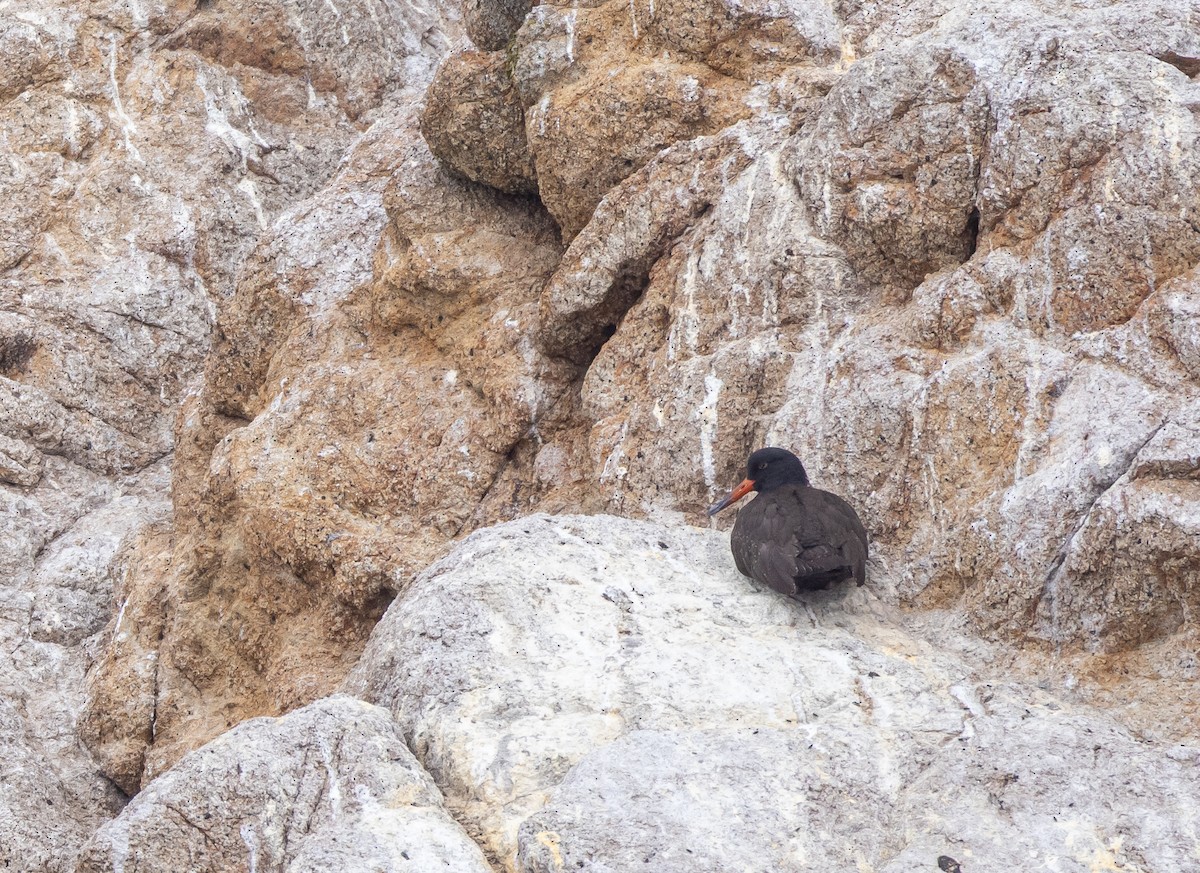 Black Oystercatcher - ML640825089