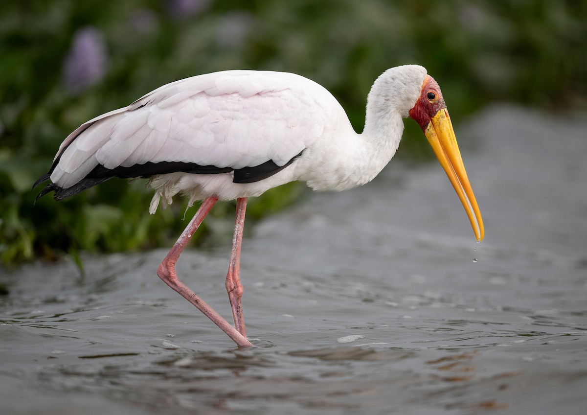 nesyt africký - ML640825094