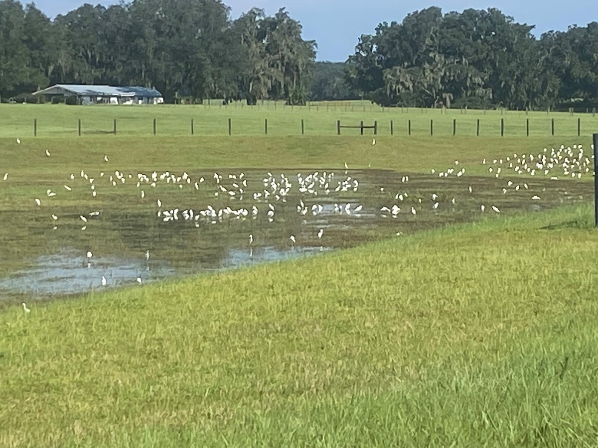 volavka rusohlavá - ML640825109