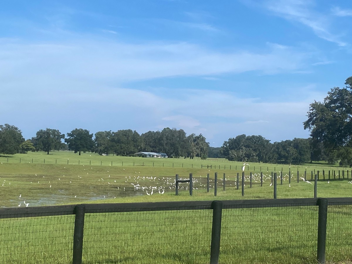 volavka rusohlavá - ML640825157