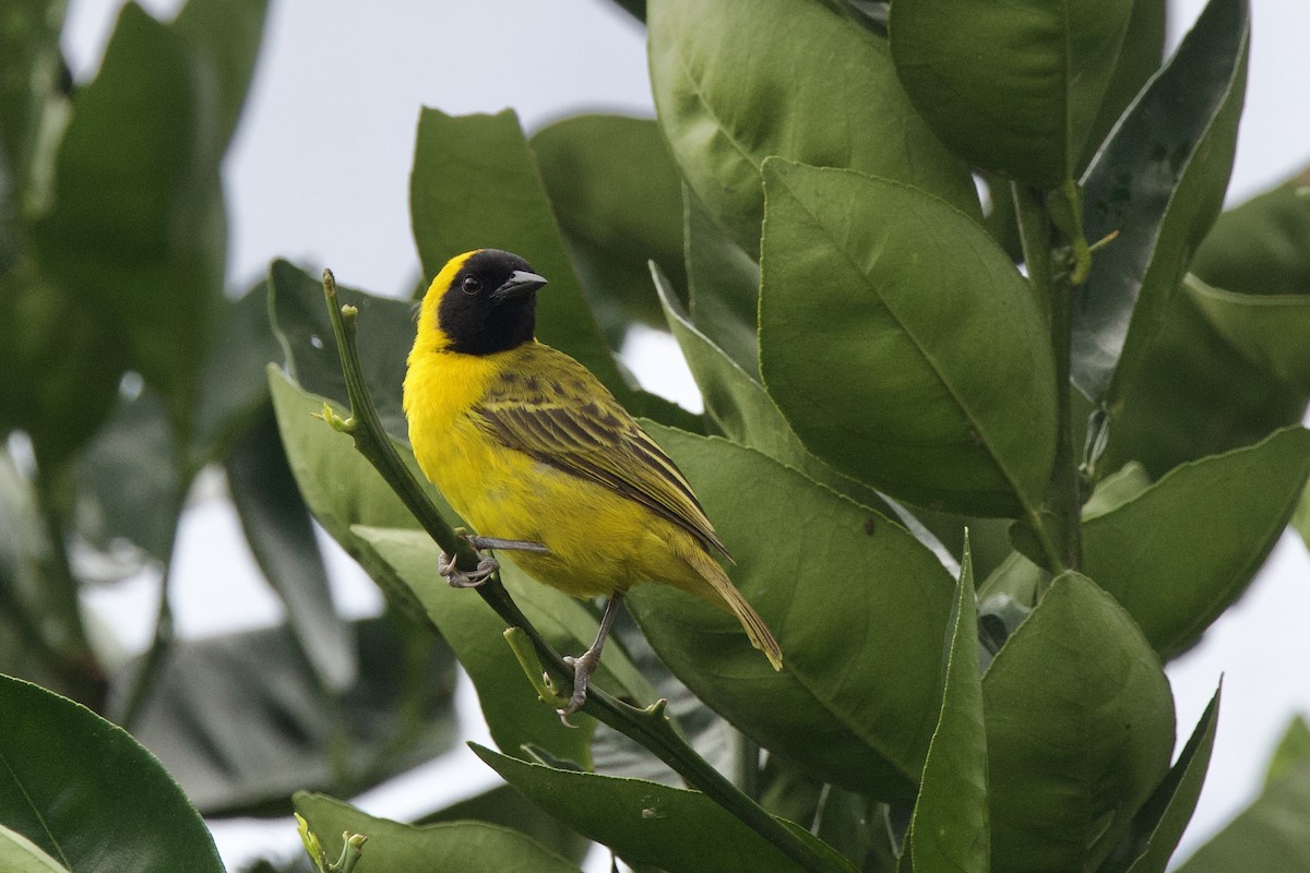 Slender-billed Weaver - ML640825158