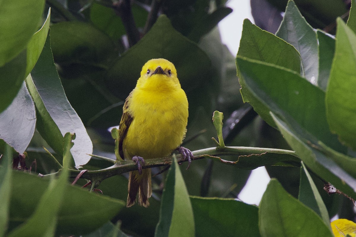 Slender-billed Weaver - ML640825162