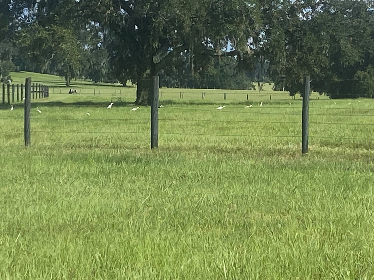 volavka rusohlavá - ML640825164