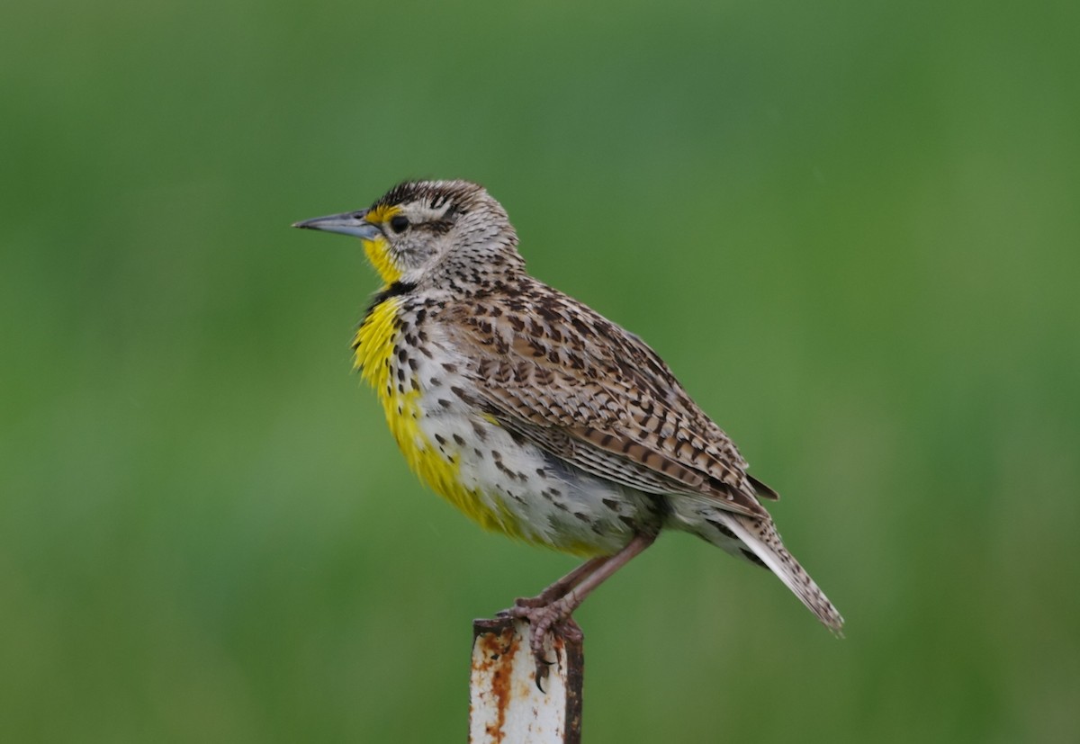 Western Meadowlark - ML640825189