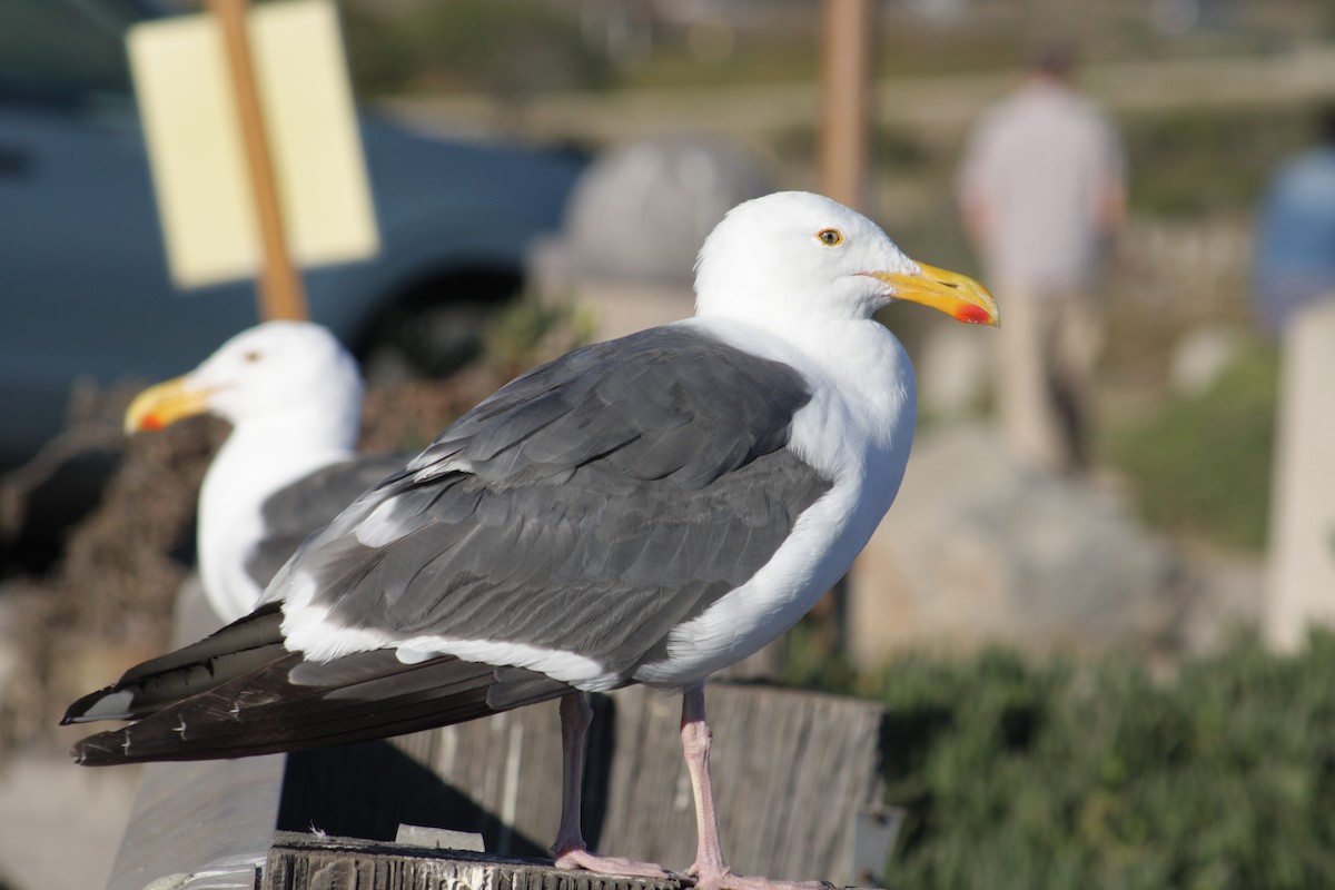 Western Gull - ML640825236