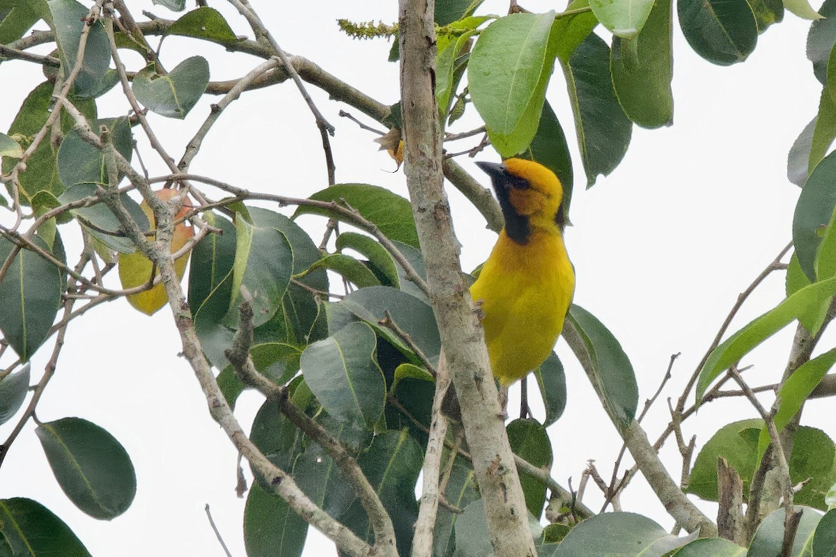 Black-necked Weaver - ML640825302