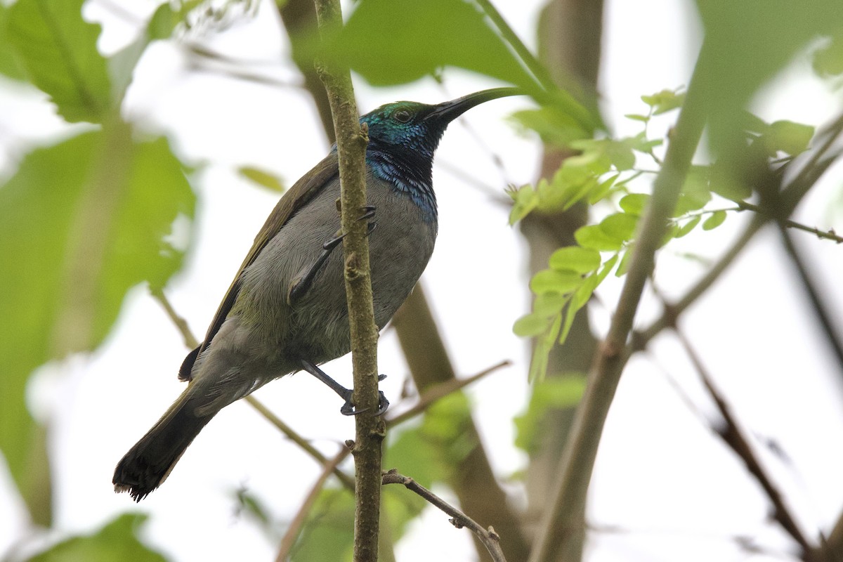 Green-headed Sunbird - ML640825315