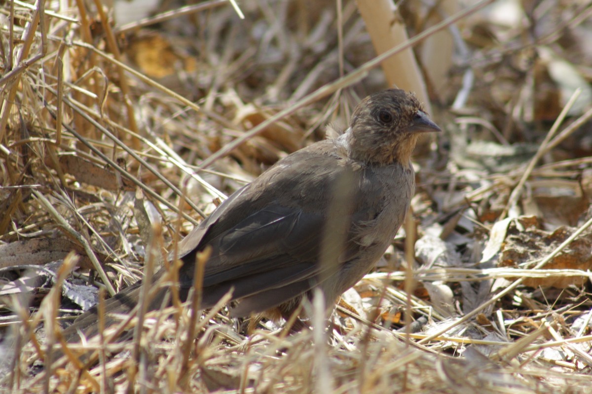 California Towhee - ML640825318