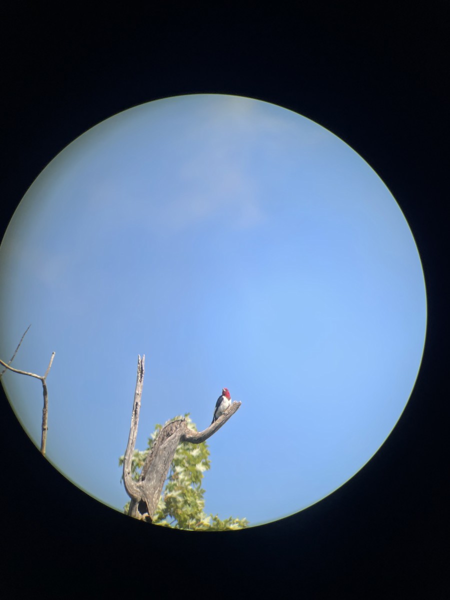 Red-headed Woodpecker - ML640825335
