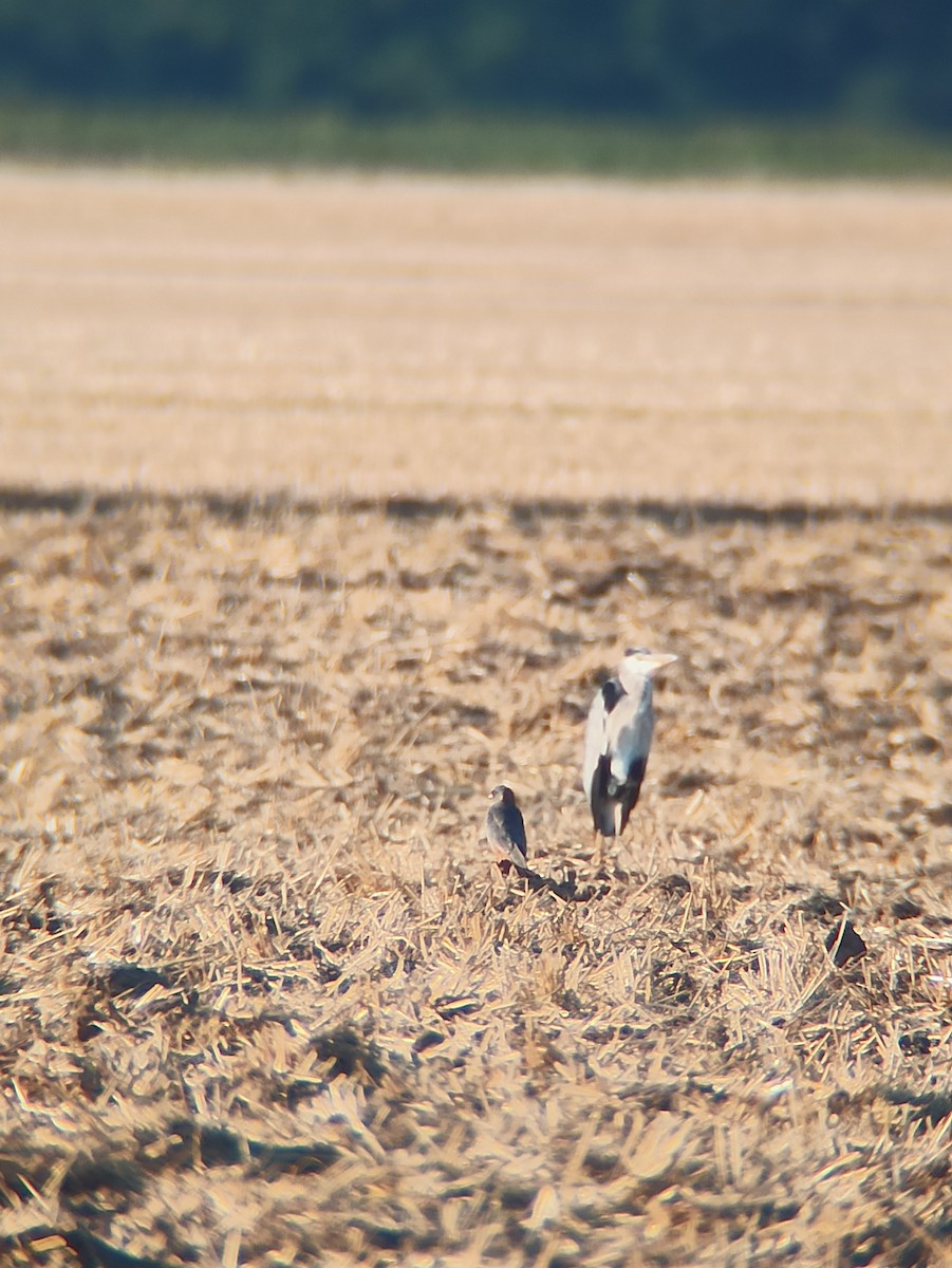 Турамтай шонхор - ML640825342