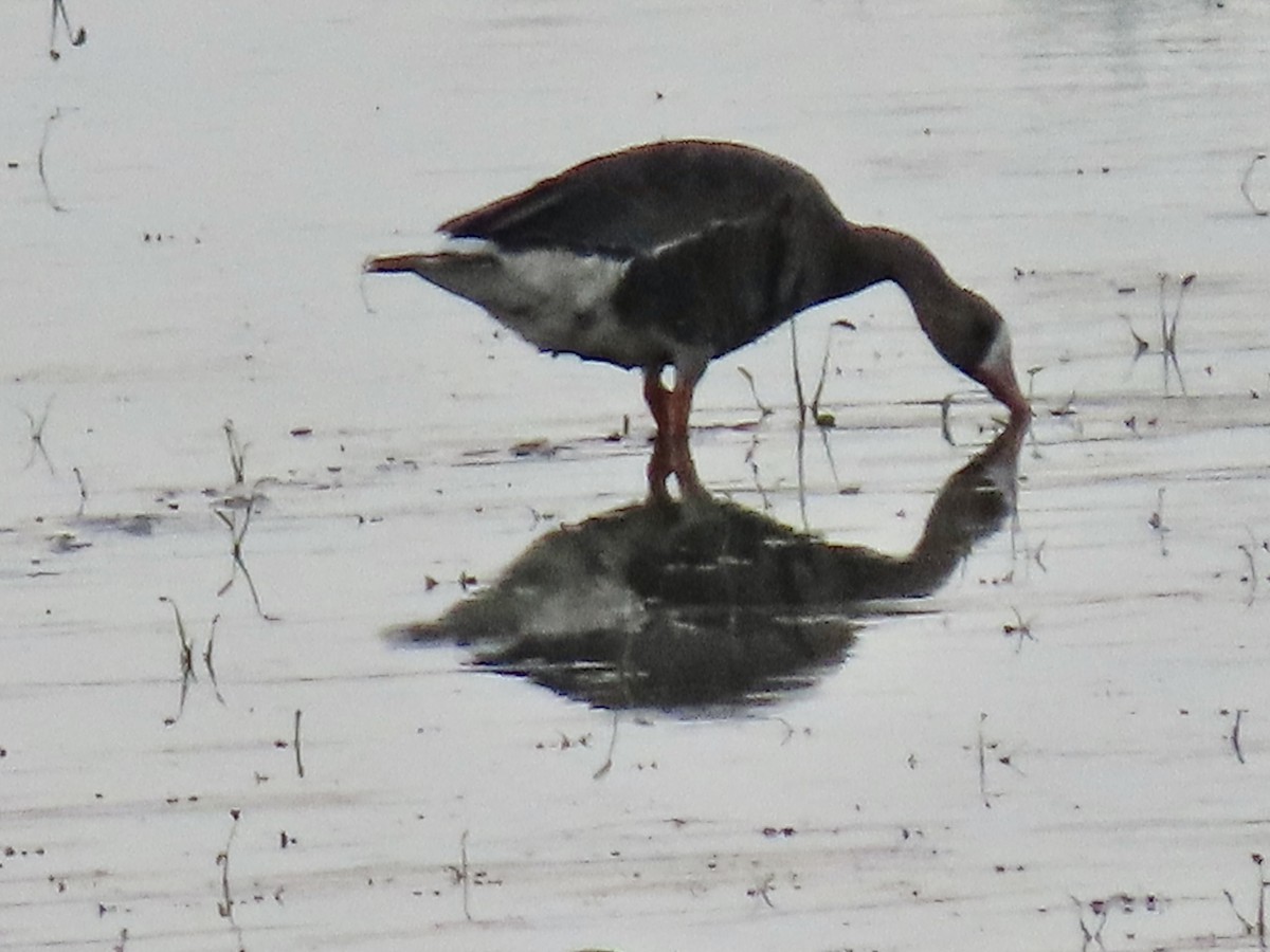 husa běločelá - ML640825344