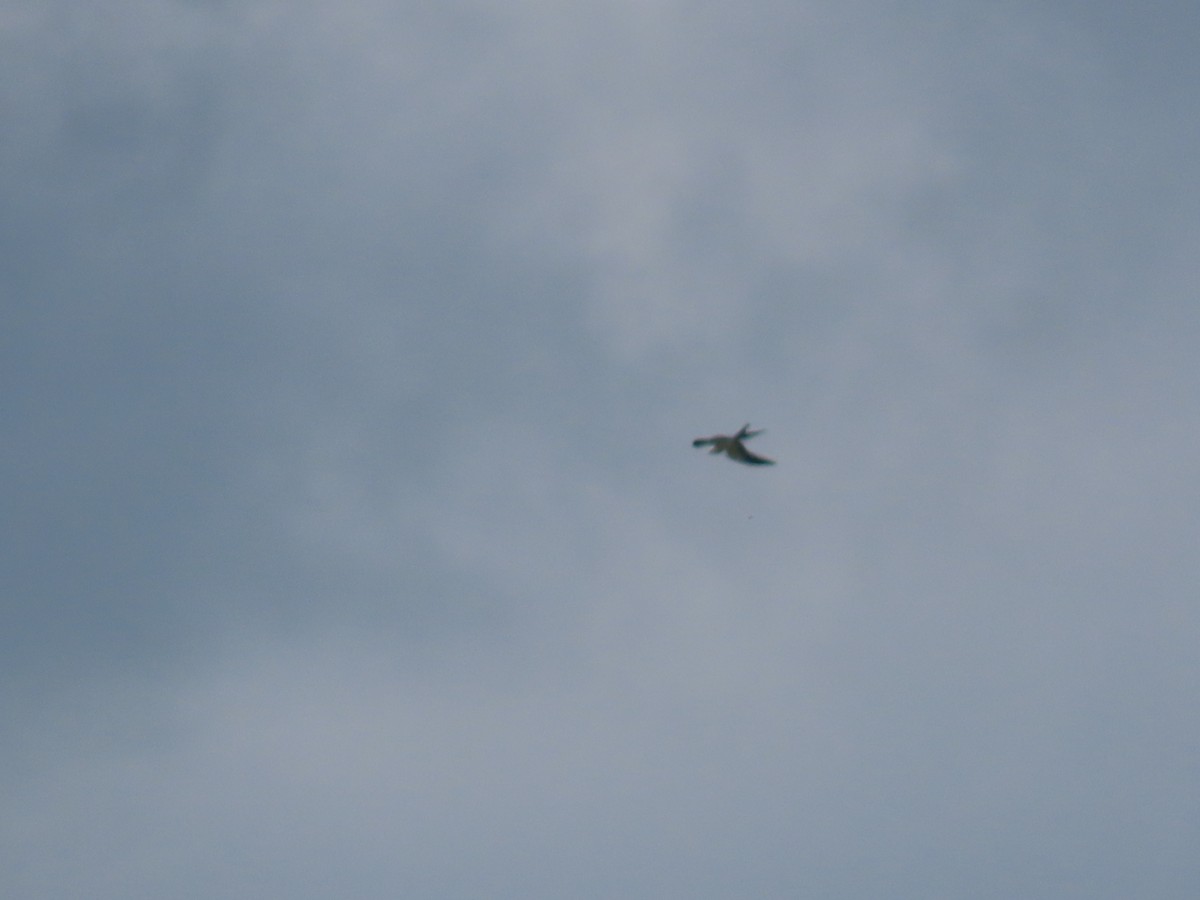 luňák vlaštovčí - ML640825395