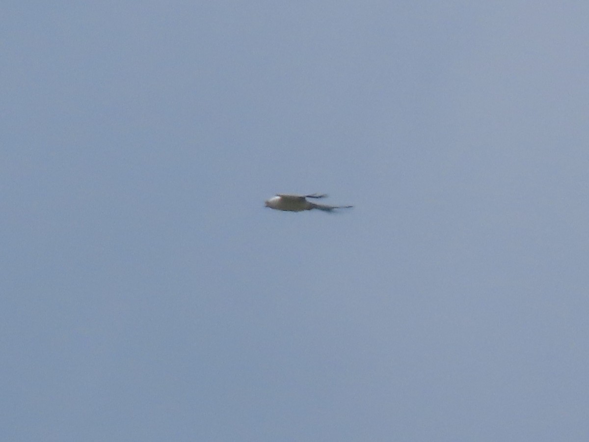 luňák vlaštovčí - ML640825437