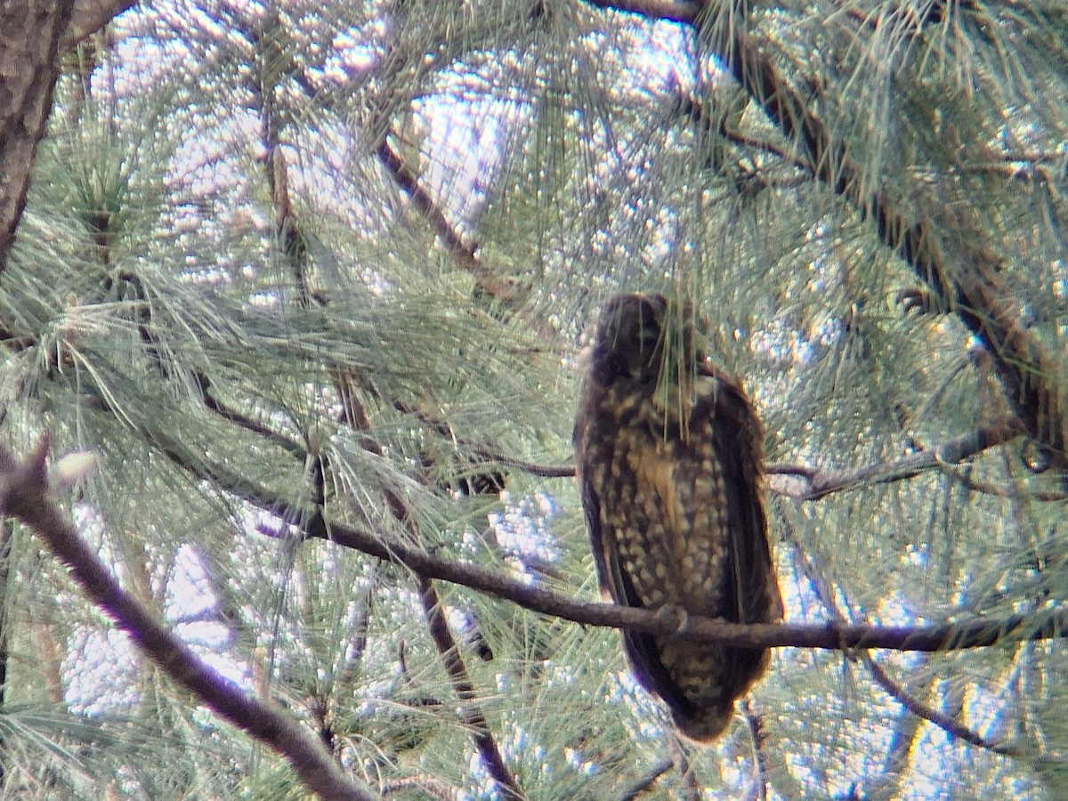 Stygian Owl - ML640825478