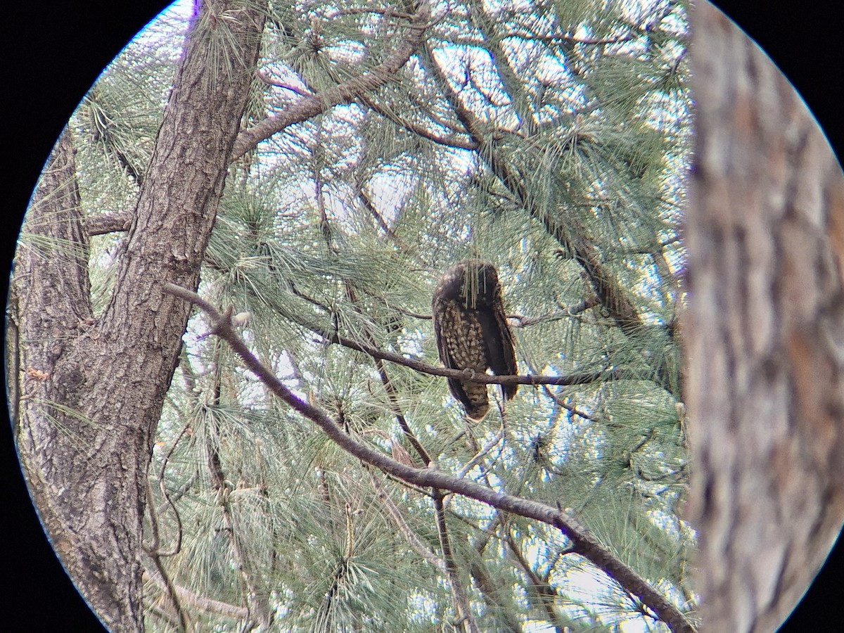 Stygian Owl - ML640825480