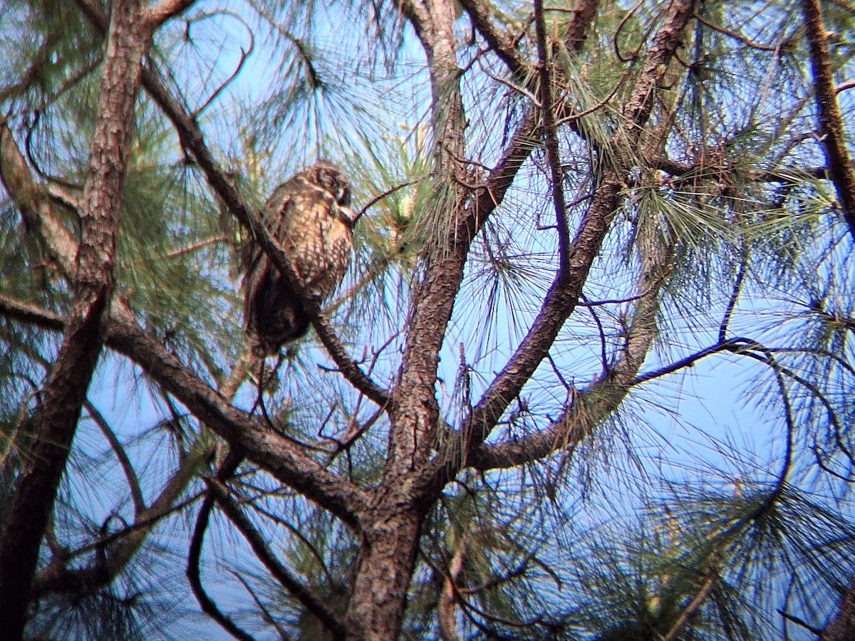 Stygian Owl - ML640825481