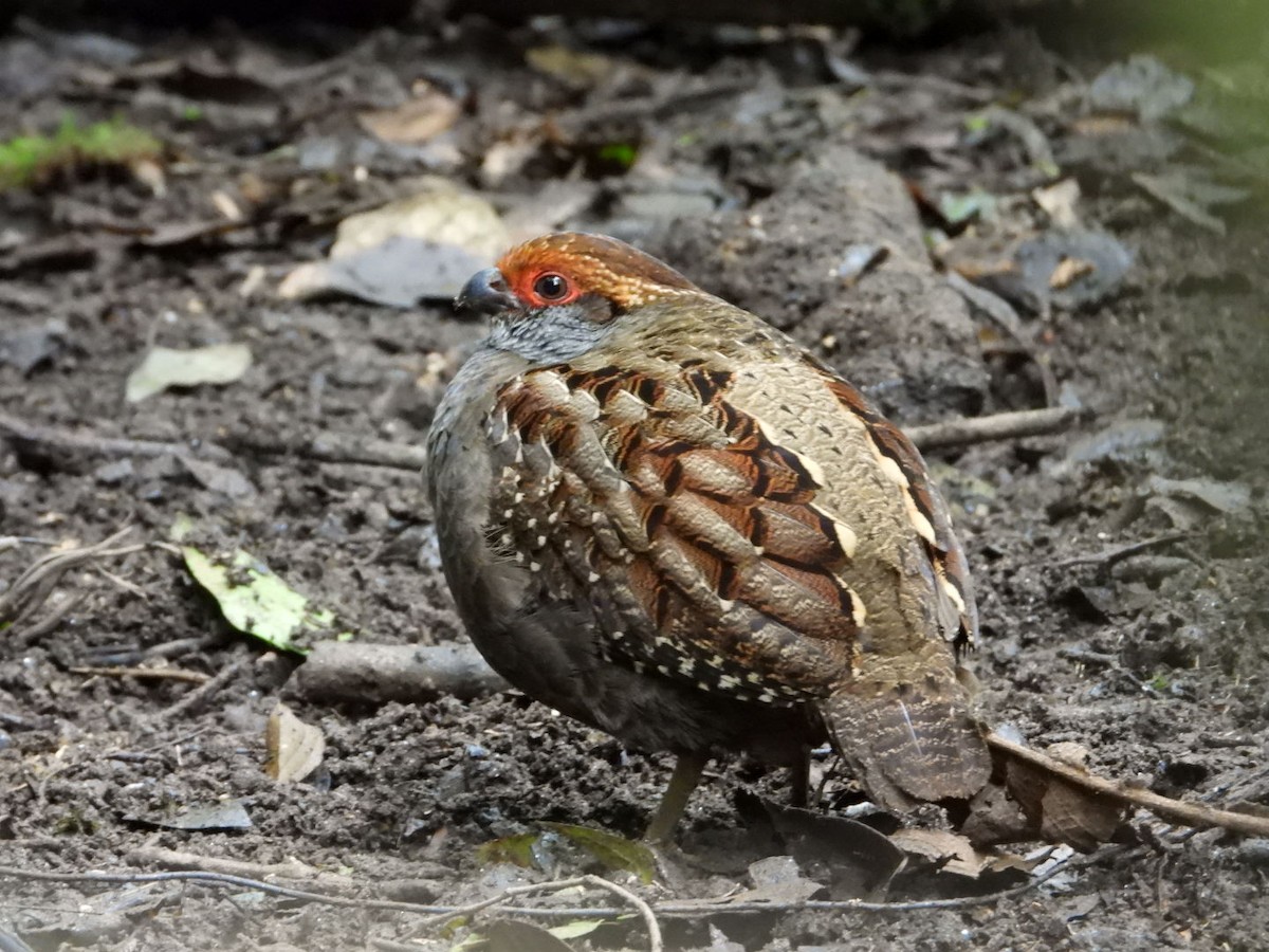Spot-winged Wood-Quail - ML640825545