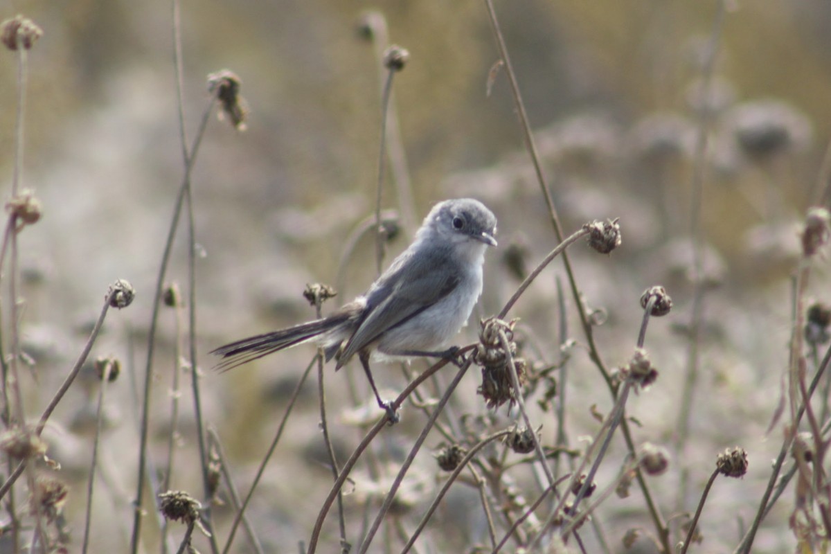 California Gnatcatcher - ML640825550