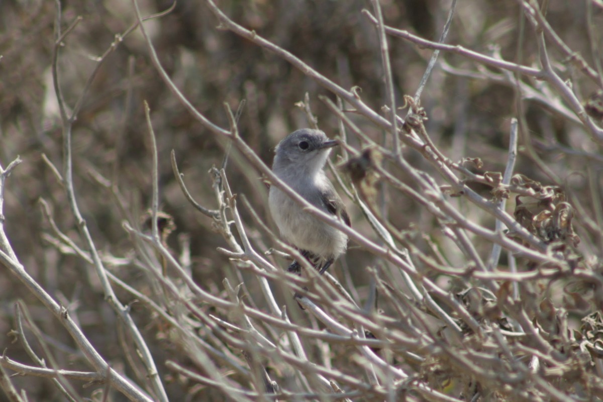 California Gnatcatcher - ML640825551