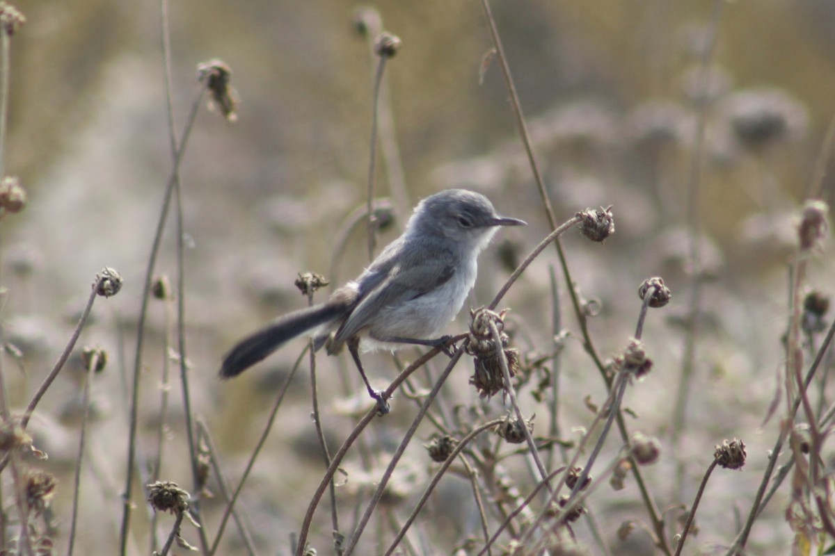 California Gnatcatcher - ML640825553
