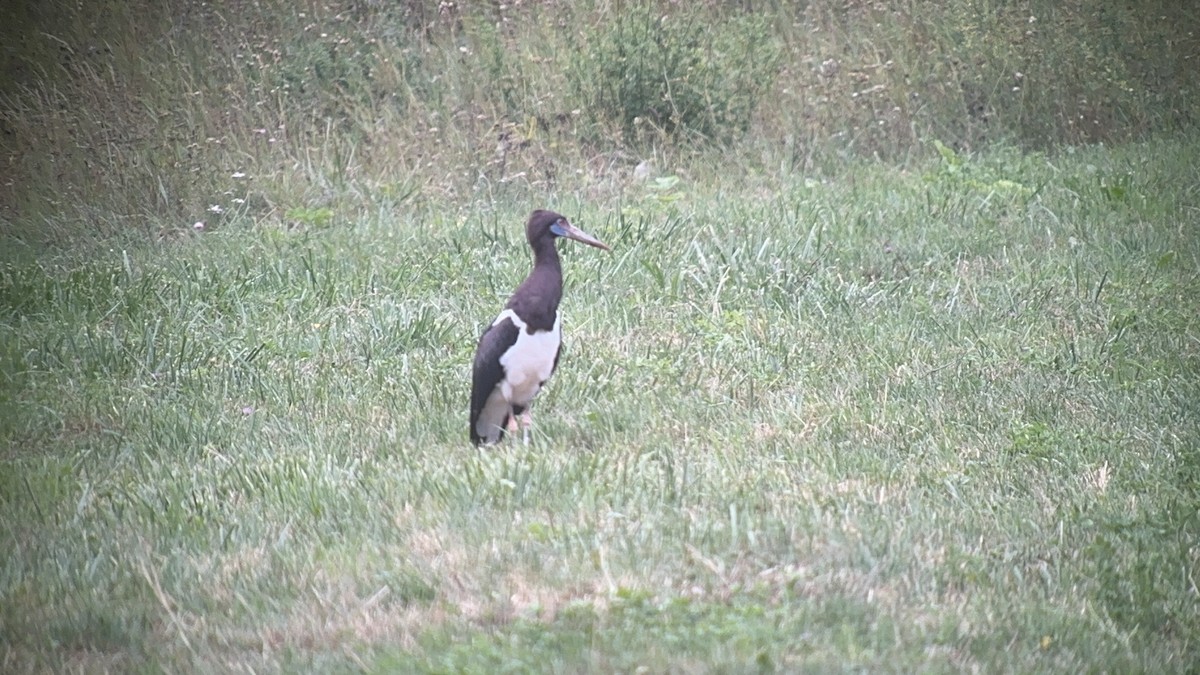 Abdim's Stork - ML640825583
