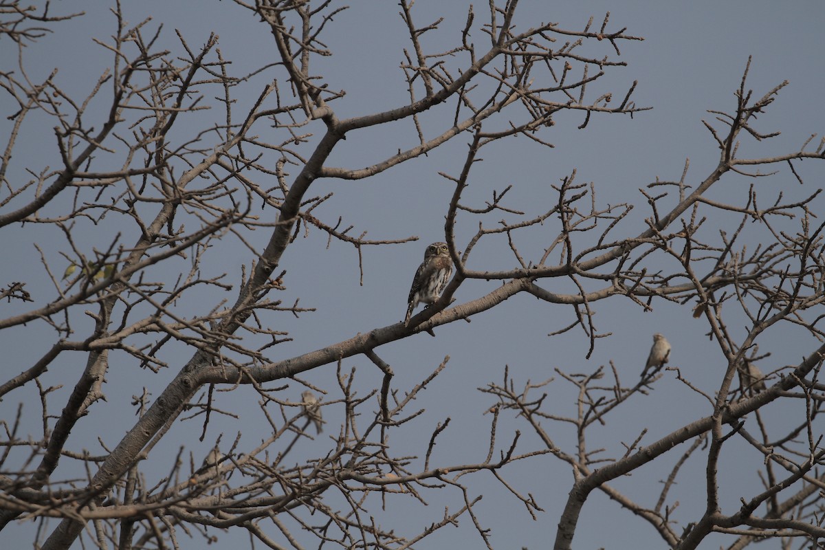 Pearl-spotted Owlet - ML640825623