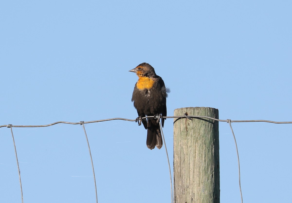 Yellow-headed Blackbird - ML640825646