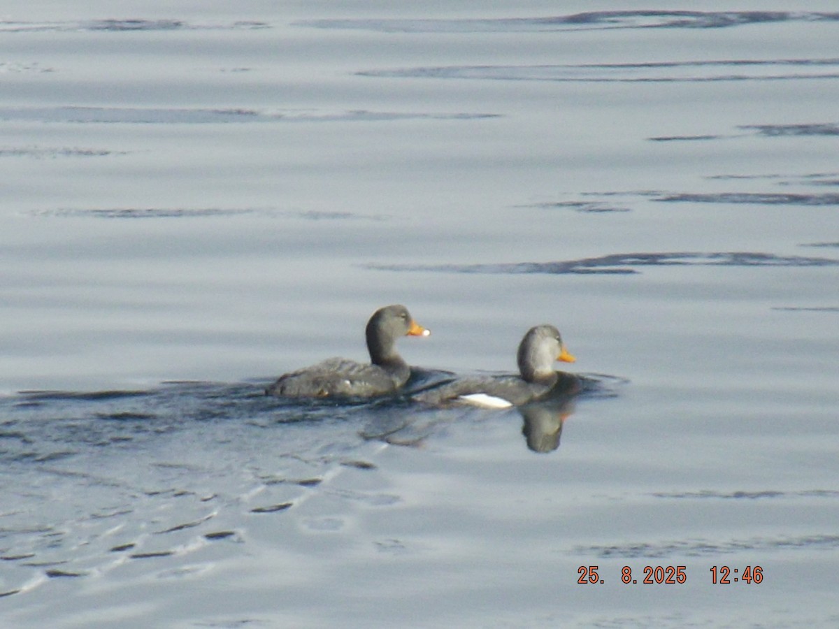 Flightless Steamer-Duck - ML640825702