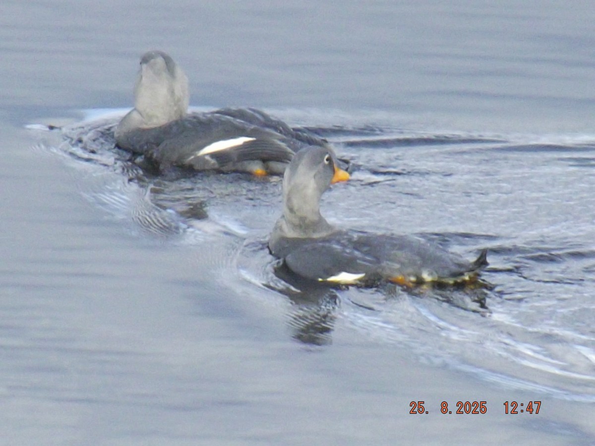 Flightless Steamer-Duck - ML640825704