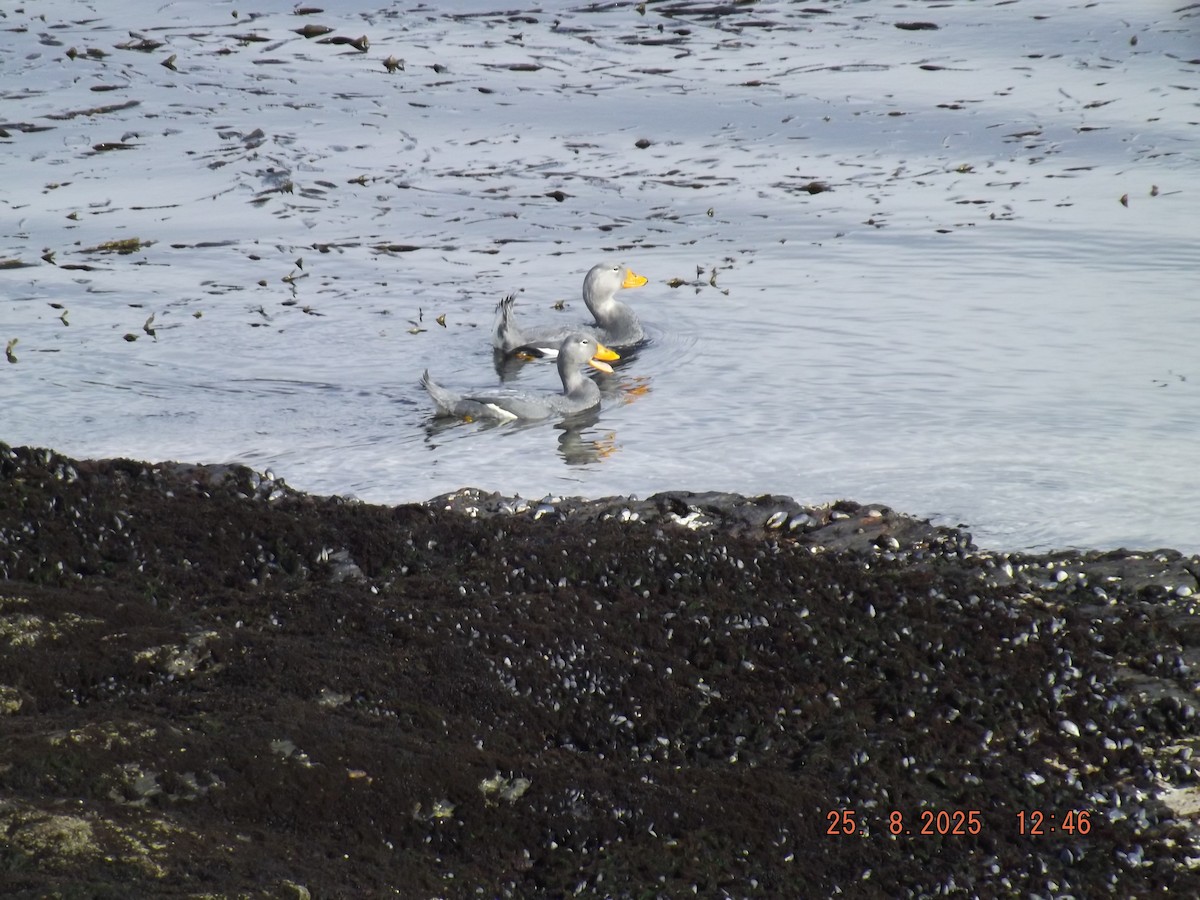 Flightless Steamer-Duck - ML640825705