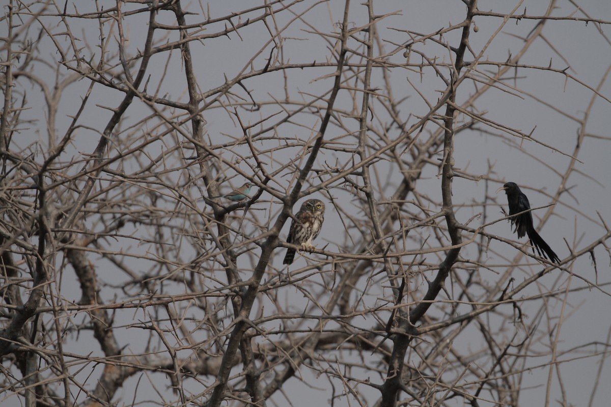 Pearl-spotted Owlet - ML640825738