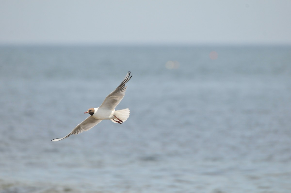 Black-headed Gull - ML640825790
