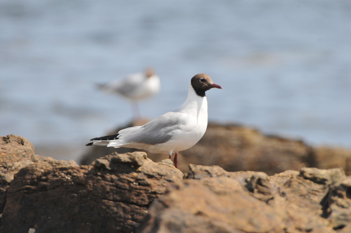 Black-headed Gull - ML640825791