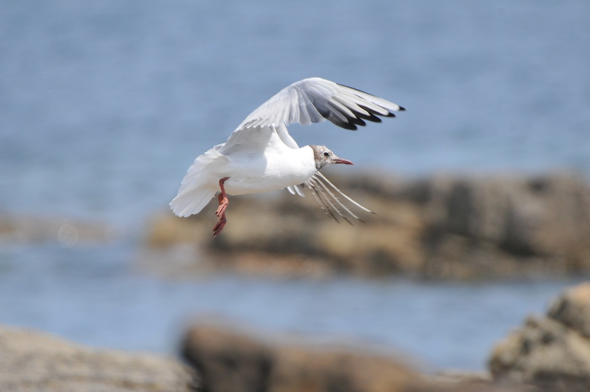 Black-headed Gull - ML640825792