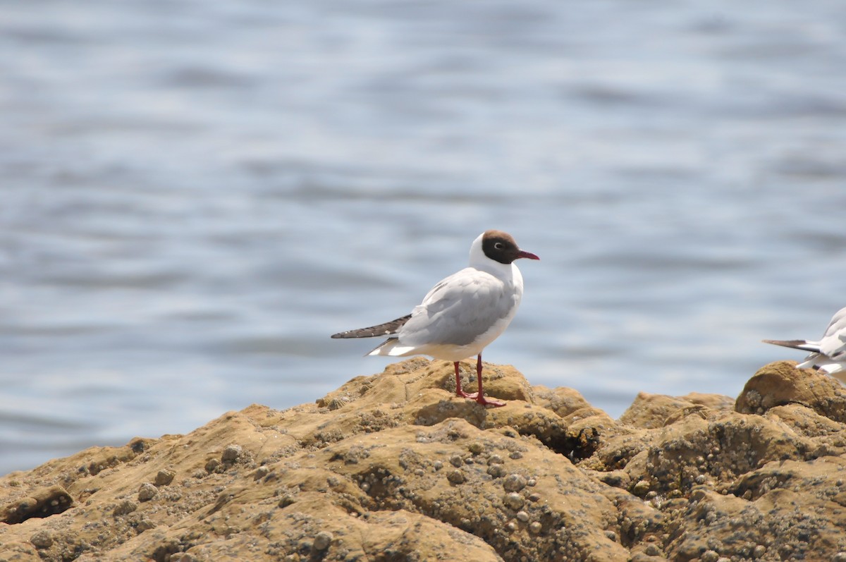 Black-headed Gull - ML640825793