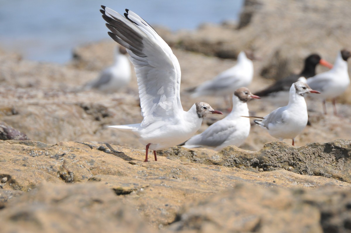 Black-headed Gull - ML640825794