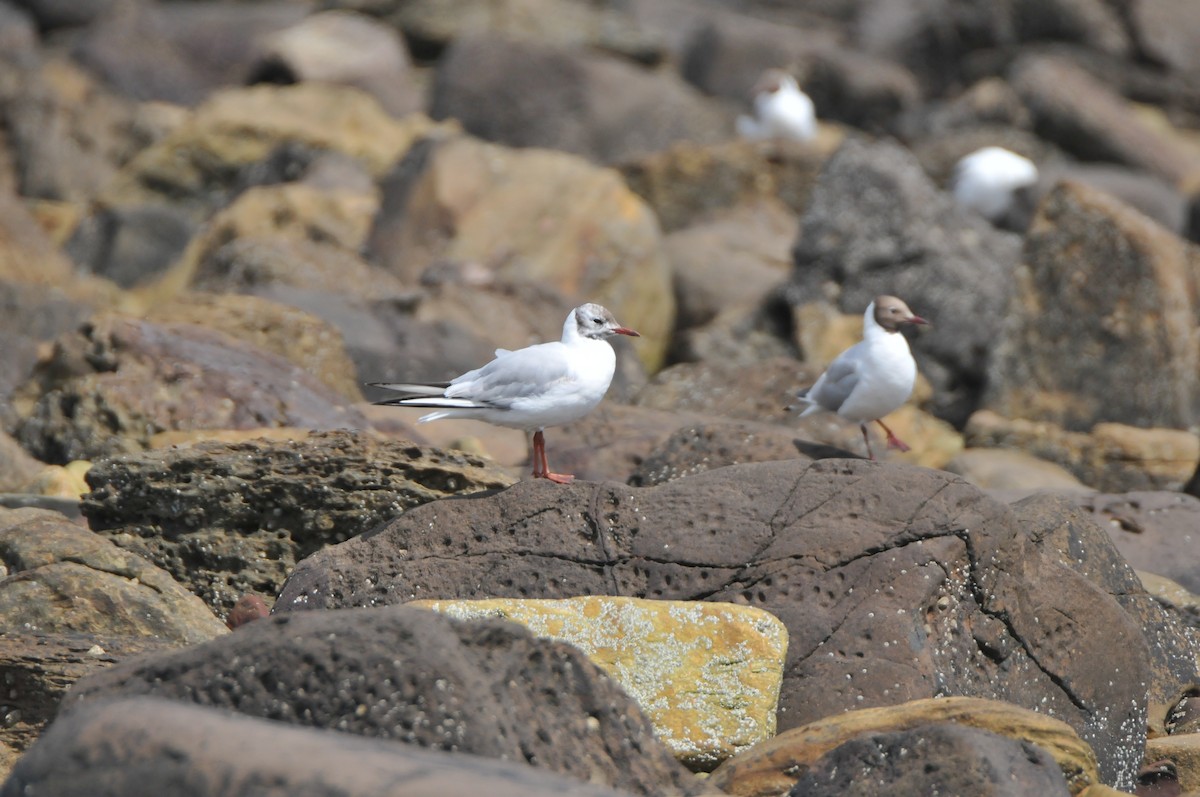Black-headed Gull - ML640825795
