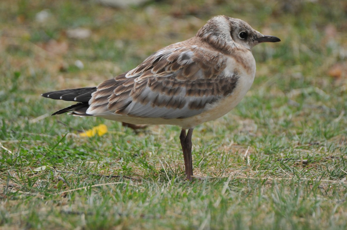 Black-headed Gull - ML640825796