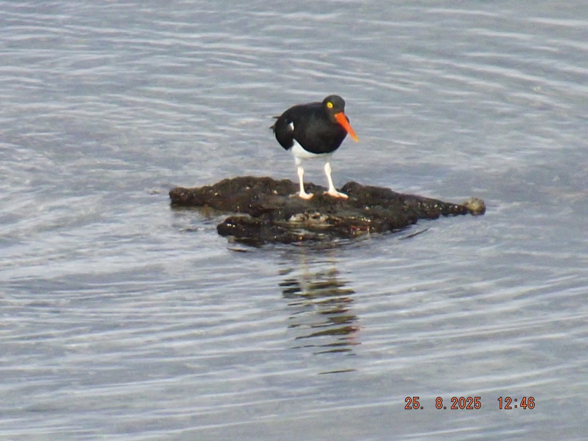 Magellanic Oystercatcher - ML640825806
