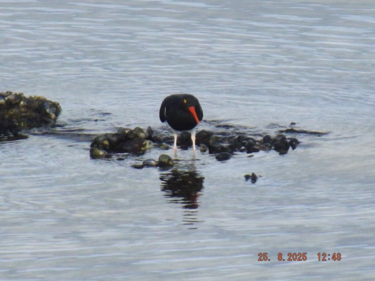 Magellanic Oystercatcher - ML640825807