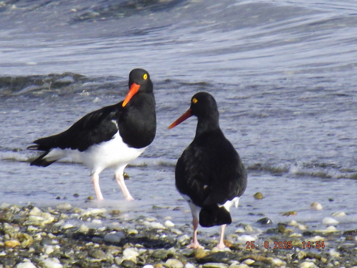 Magellanic Oystercatcher - ML640825808