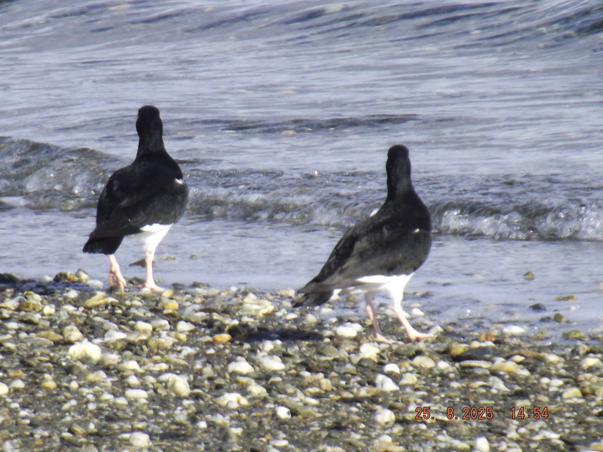Magellanic Oystercatcher - ML640825809