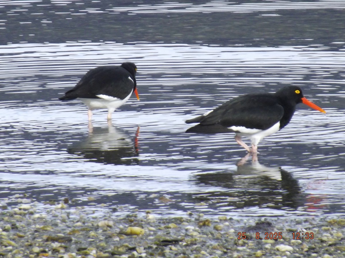 Magellanic Oystercatcher - ML640825811