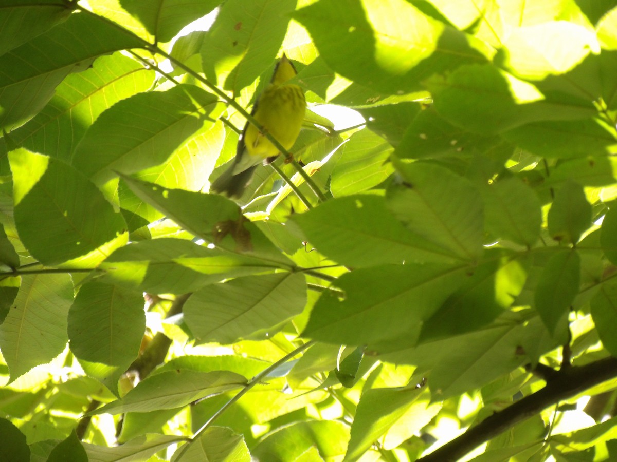 Canada Warbler - ML640825817