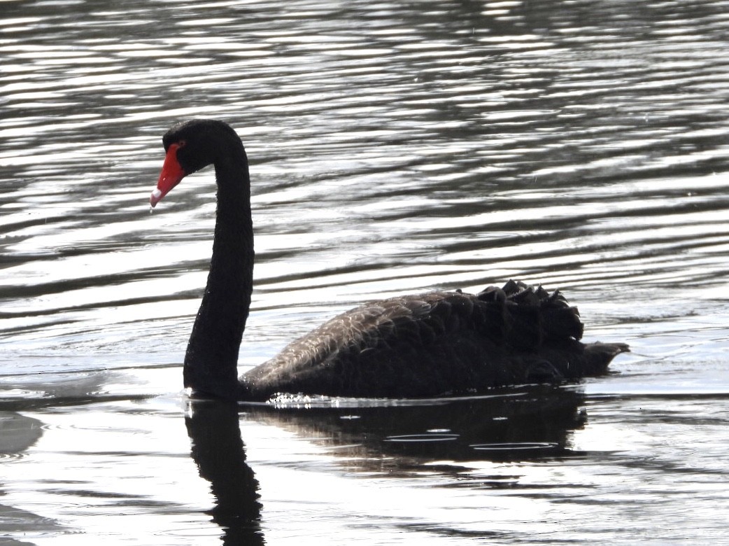 Black Swan - ML640825892