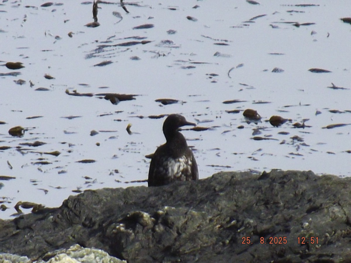 Magellanic Cormorant - ML640825923