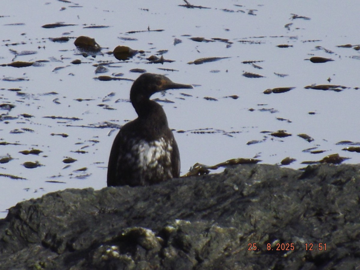 Magellanic Cormorant - ML640825925