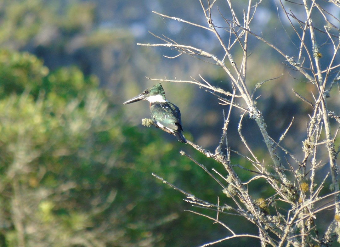 Amazon Kingfisher - ML640825932