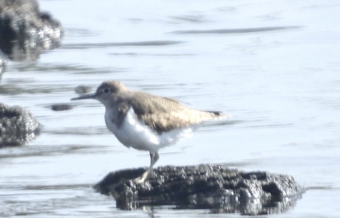 Common Sandpiper - ML640825933