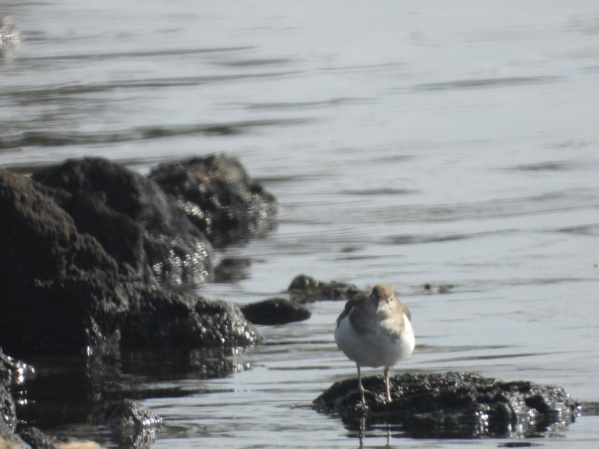 Common Sandpiper - ML640825934